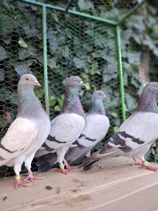 De vânzare Tipler Englez