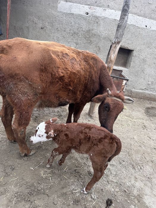 Ona bola sigir sotiladi