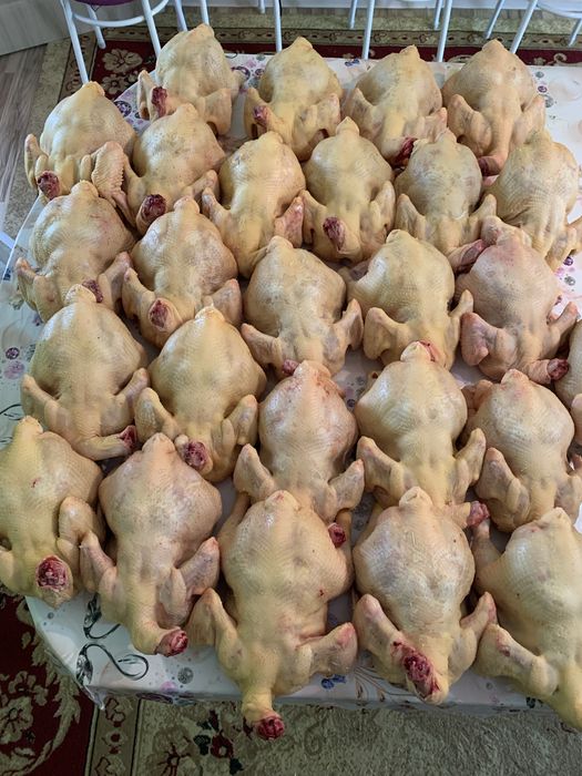 Тауқ еті, Куринны мясо