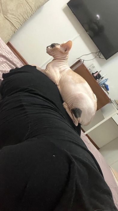 Сфинкс в добрые руки