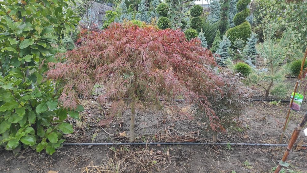 Plante ornamentale deosebite, altoite, de colectie.