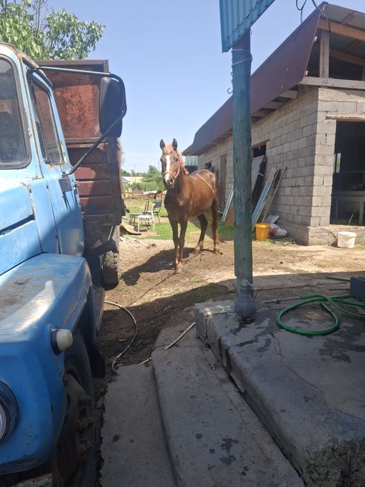 Продам жеребца срочно