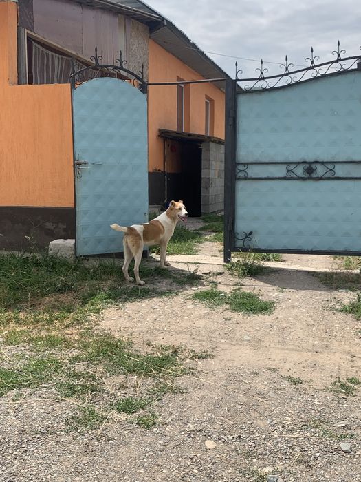 Продам шенка алабай девочка