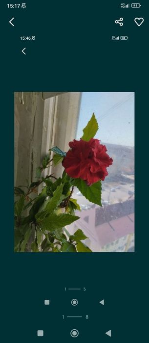 Продам комнатные цветы