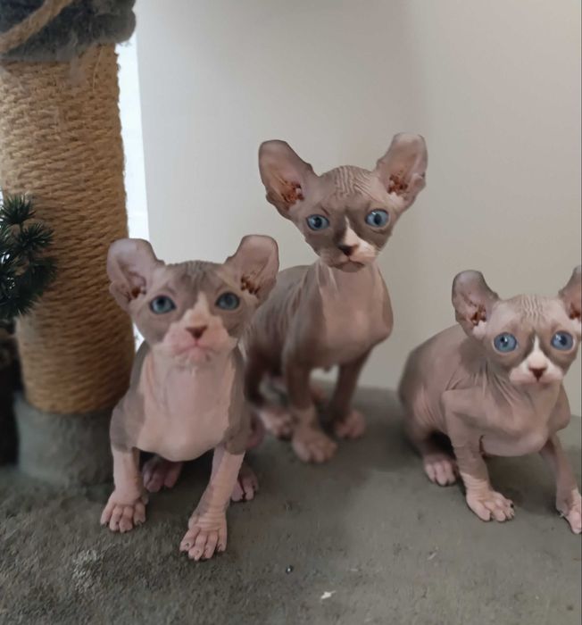 Бронь на котят сфинкс Эльф