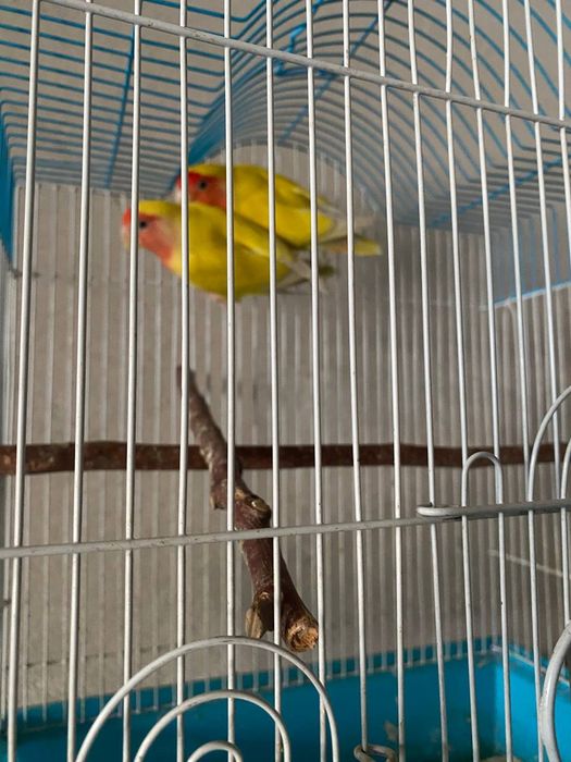 Qushlar sotiladi