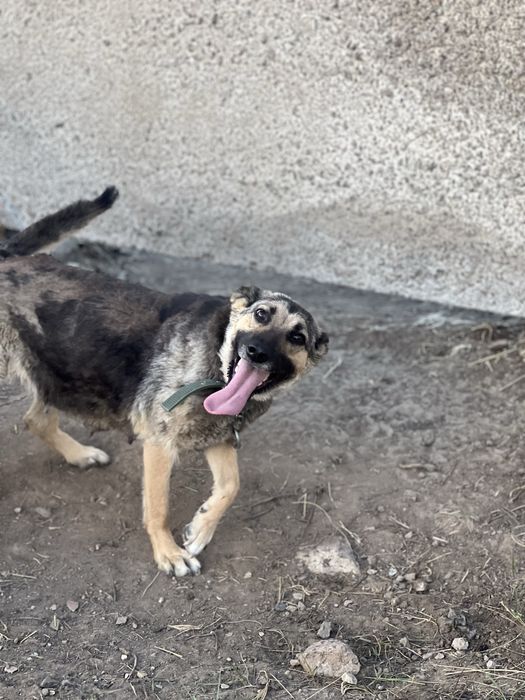 Щенки и собаки в хорошие руки