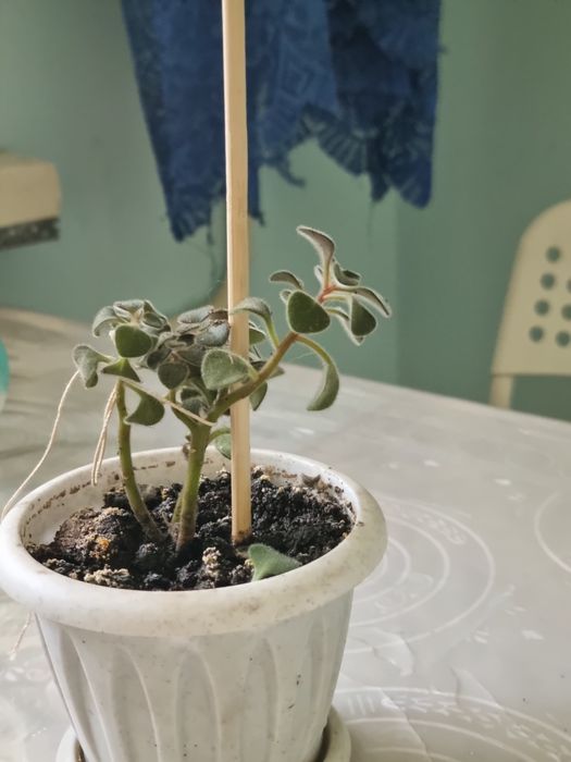 Продаю молочай и дерево любви