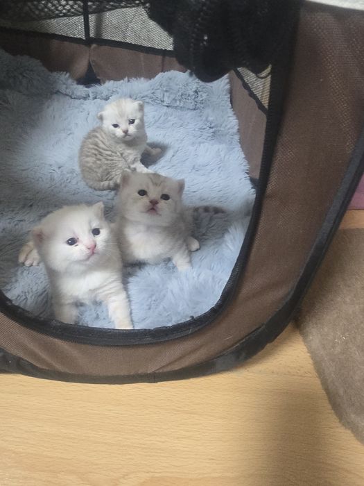 Продам котят породистых