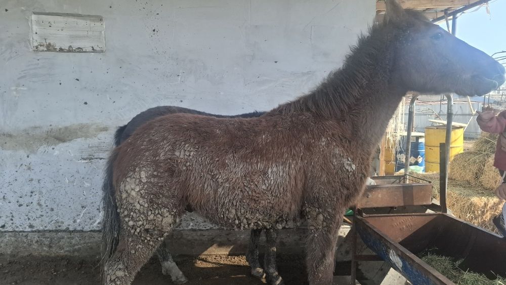 Продам жеребенка,