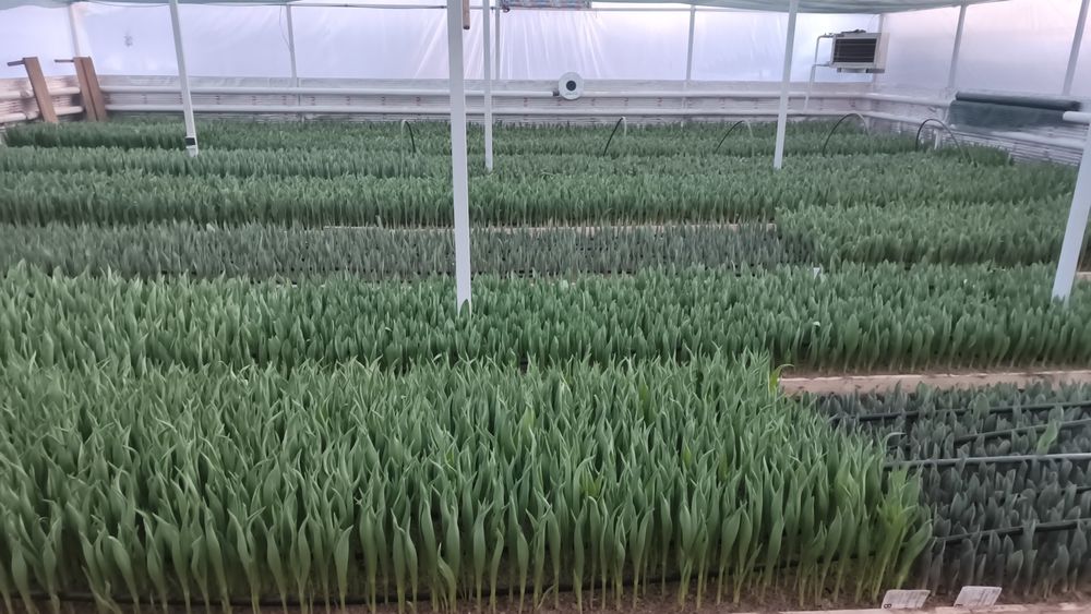 Тюльпаны к 8 марта и 14 февраля .