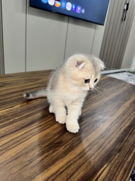 Котенок 2.5 месяца