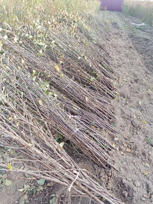 Саженцы деревьев яблоки-черешня