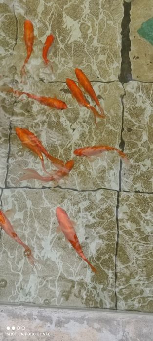 Золотоая рыба, олтин балик,