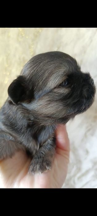 Щеночки чихуахуа