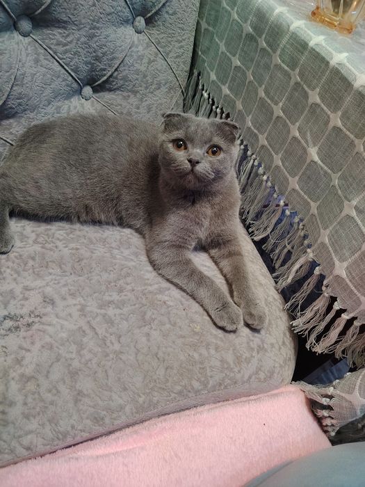 Skotish fold qiz bola