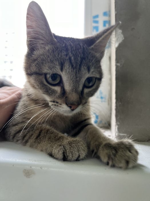 Котенок девочка 3 месяцев