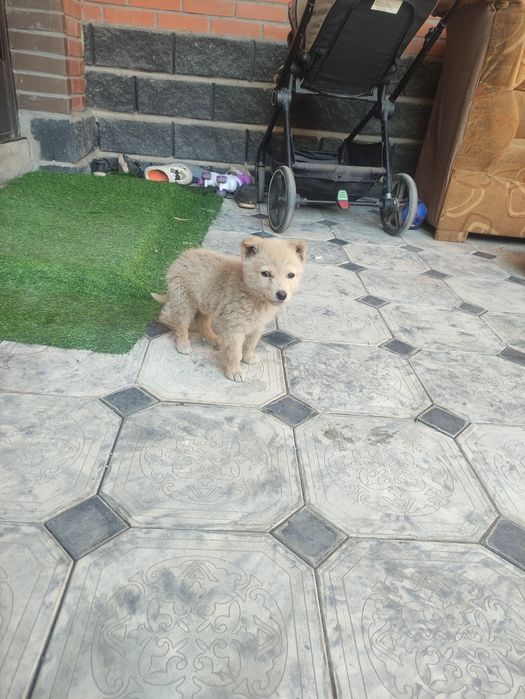 Отлам даром щенят,  мальчик девочка