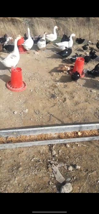 Продаю  индоутки