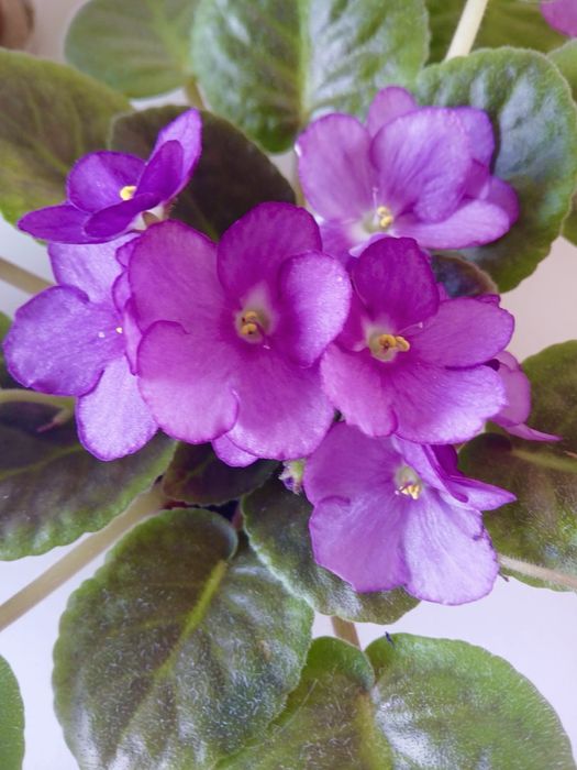 Комнатные цветы.