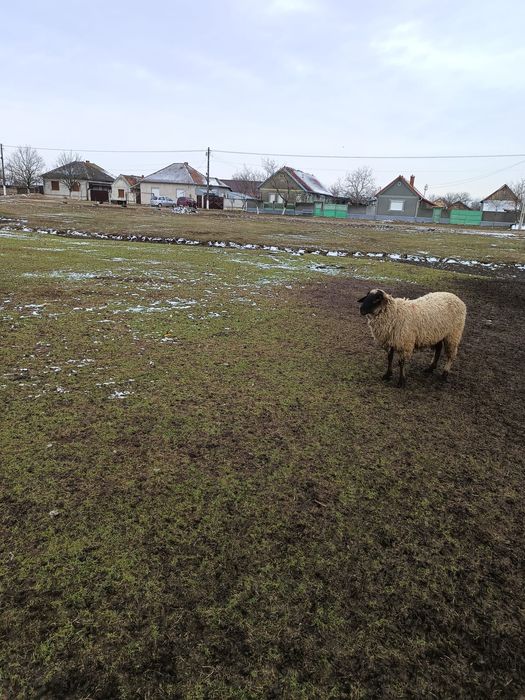 Ofer spre vânzare un berbec