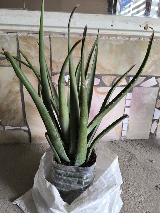 Алое, алое вера сотилади