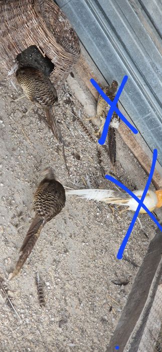 Famile fazani auriu pe rosu 2+1  schimb cu oi de camerun