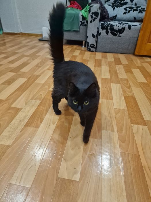 Нужен кот на вязку СРОЧНО