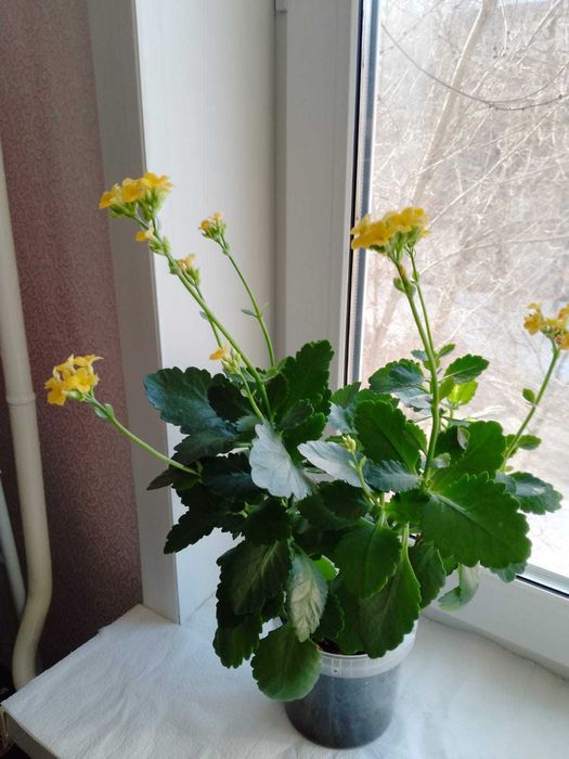 Продам цветок Каланхое