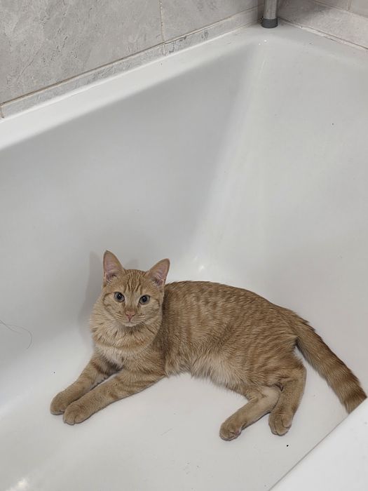 Кот: Сдаём в доброе руки