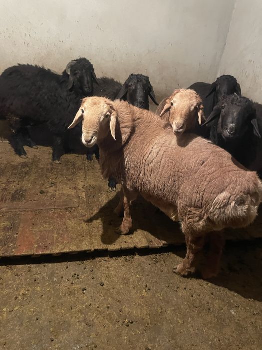 Кучкорлар сотилади