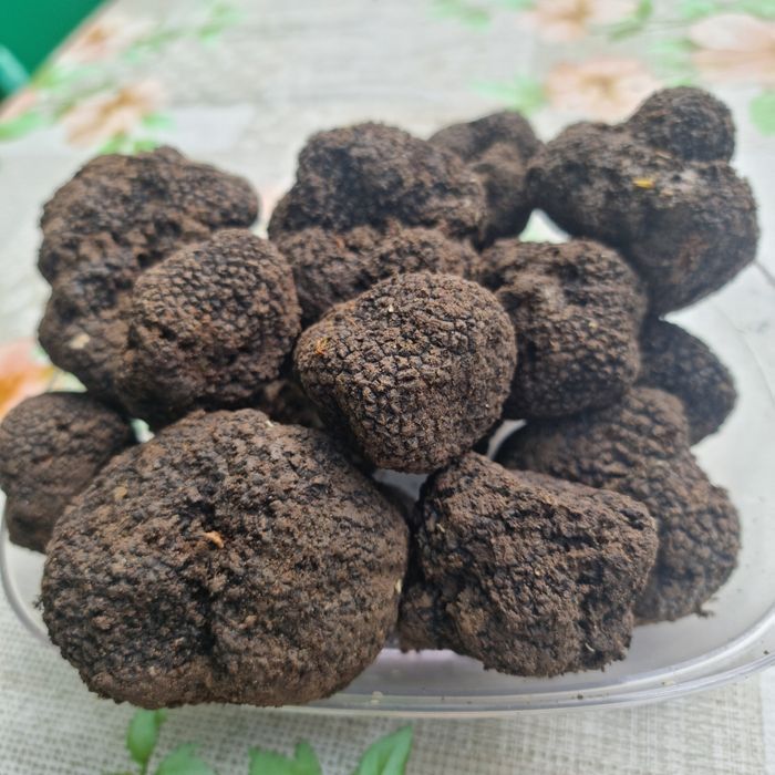 Trufe proaspete culese zilnic