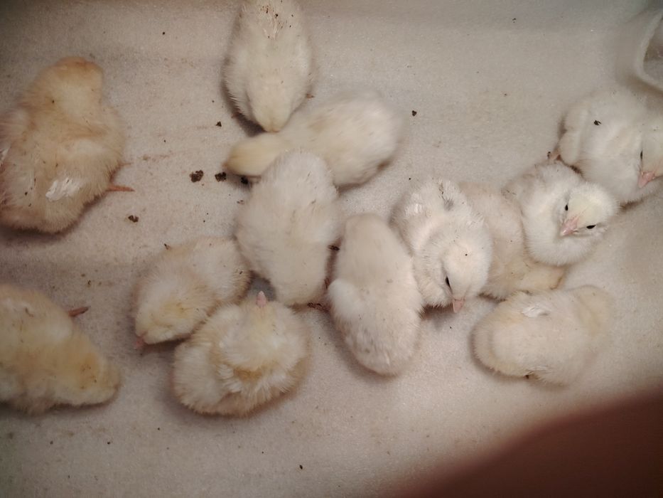 Продам цыплят Легорн