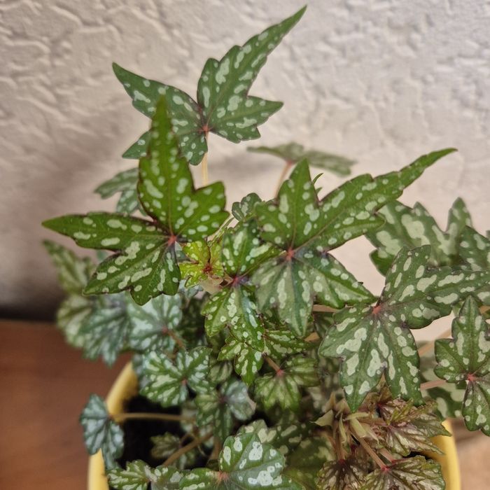 Бегония бонсай, каудексная