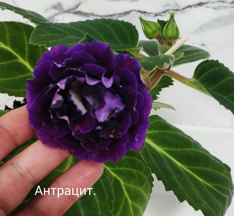 Цветущие глоксинии.
