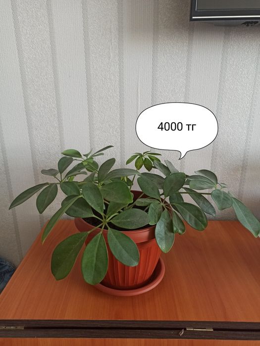 Продам комнатные цветы , цены на фото