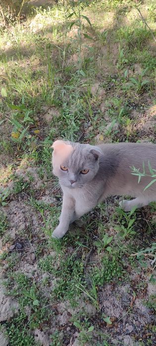 Scottish Fold mushugi sotiladi