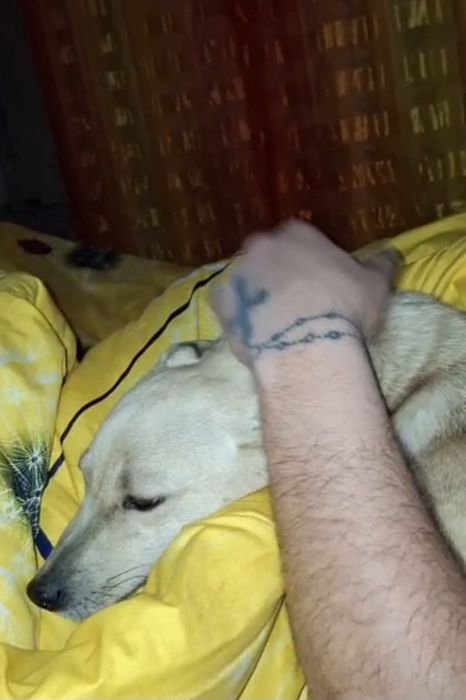 Отдам щенков в хорошие руки