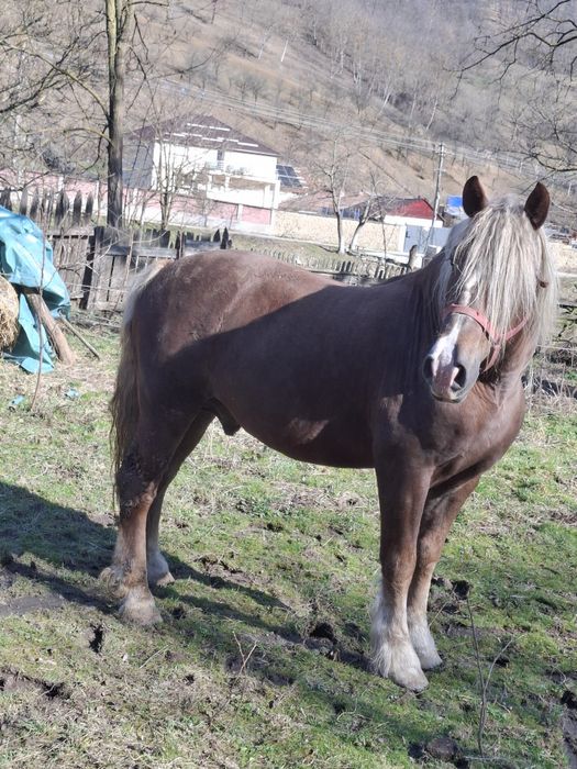 Vând armăsar foarte cuminte