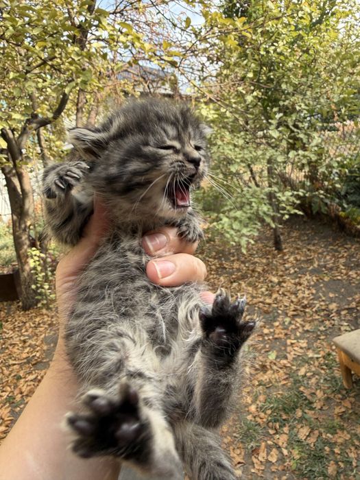 Котята малыши ,чистенькие