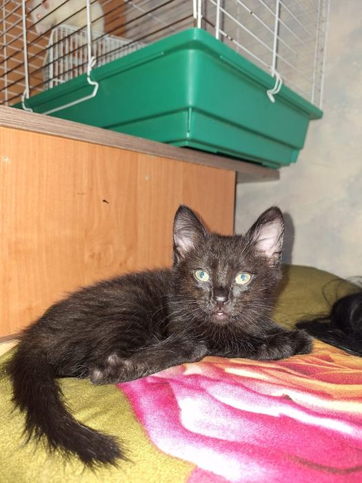 Отдам котенка мальчика