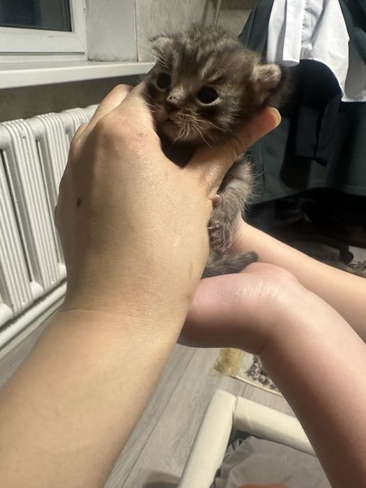 Кошечка отдам в хорошие добрые руки