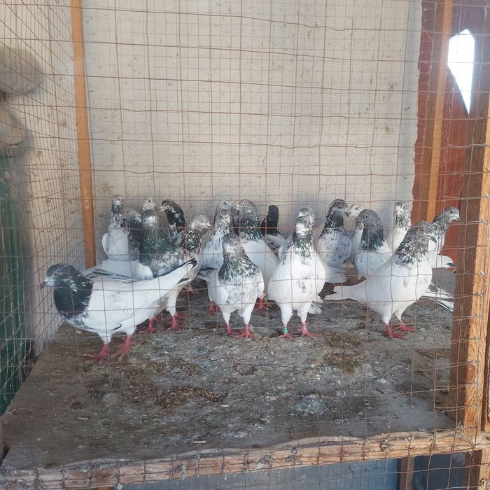 Пакистанцы долголетние  от 3 до 7.8час