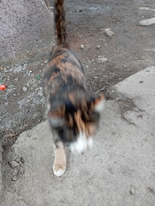 Ищем дом кошке срочно!