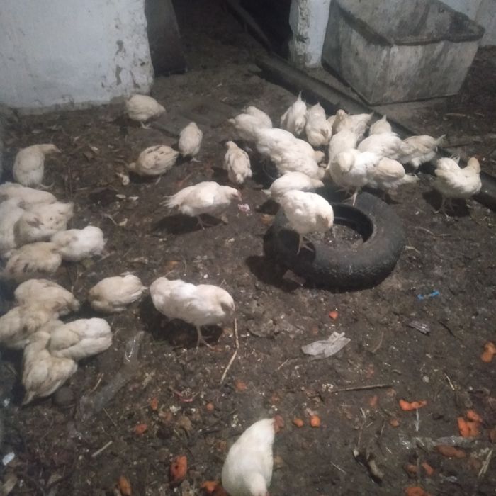 Қораз шожелери  петухи