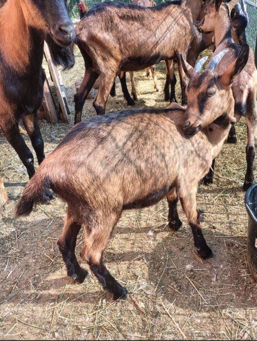 Vând ied din  rasa Alpină franceză