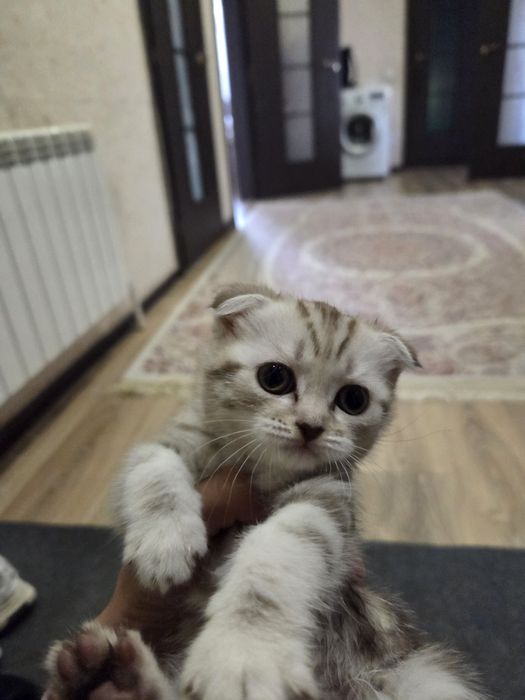 Продам котенка Скотиш Фолд