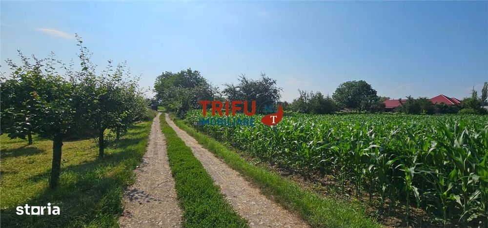 Teren intravilan in Sard 928
