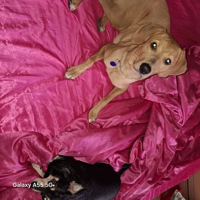 Подарявам куче добро