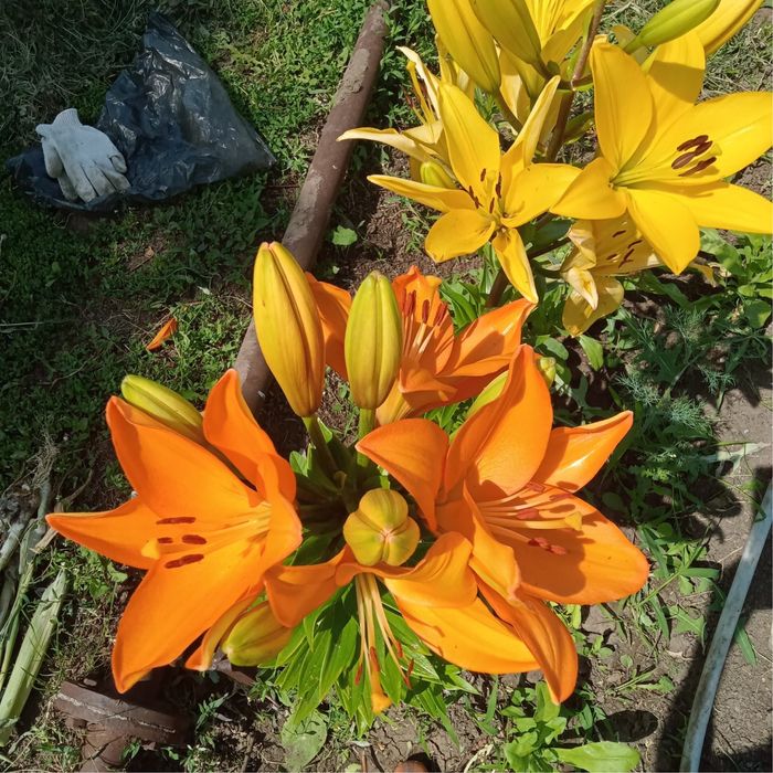 Продам дачу в Асане